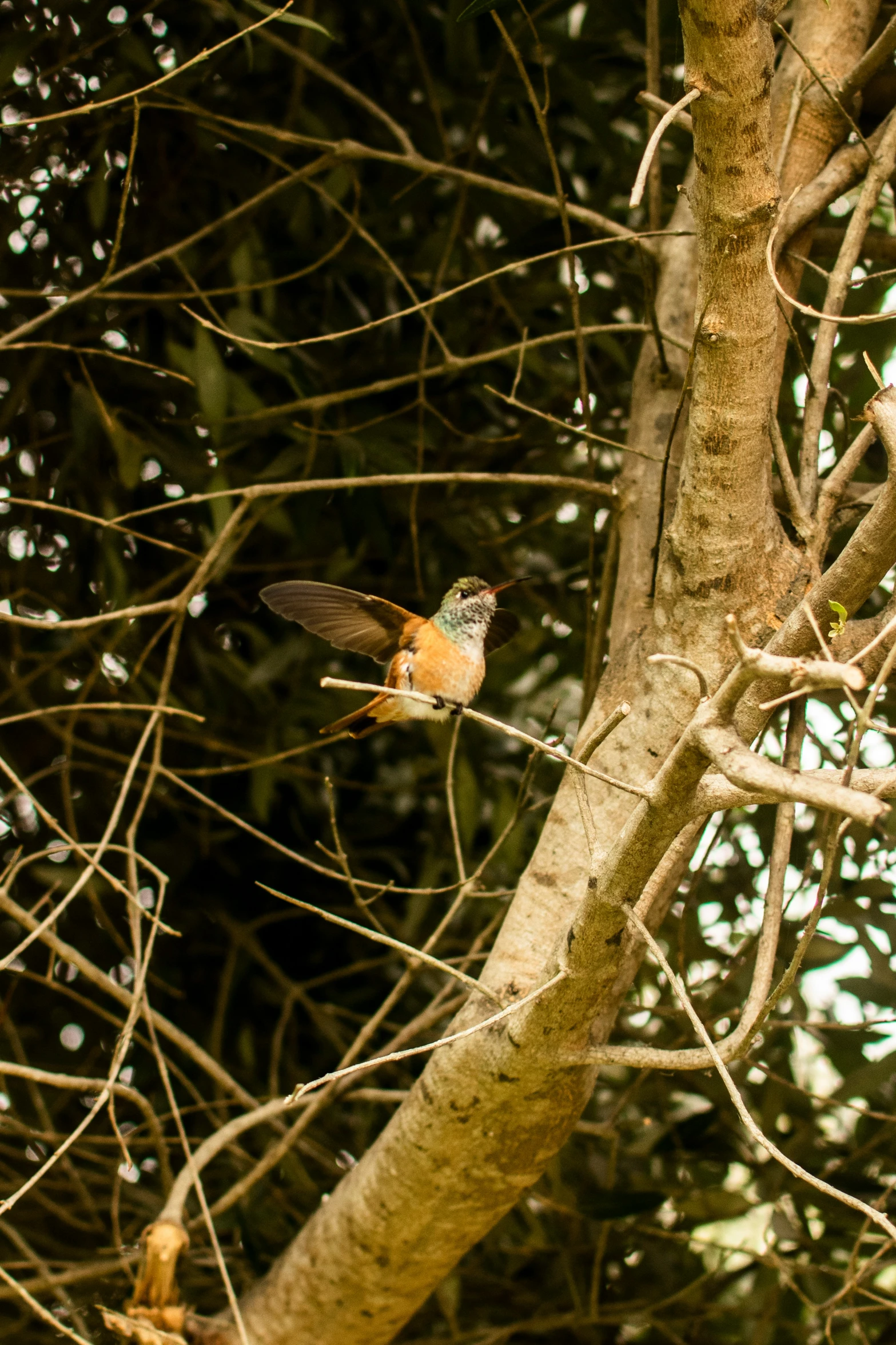 a small bird sitting on the limb of a tree