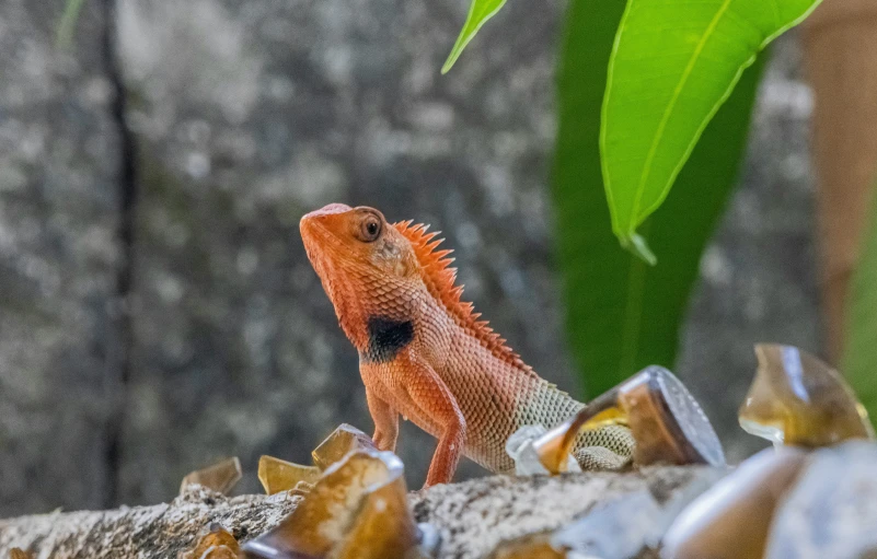 a lizard sits on some rocks near a leaf