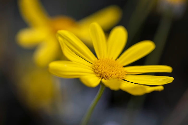 a single yellow flower sitting in a field