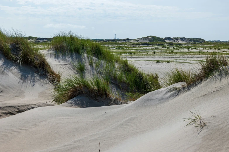 the sand dunes have grass growing on it