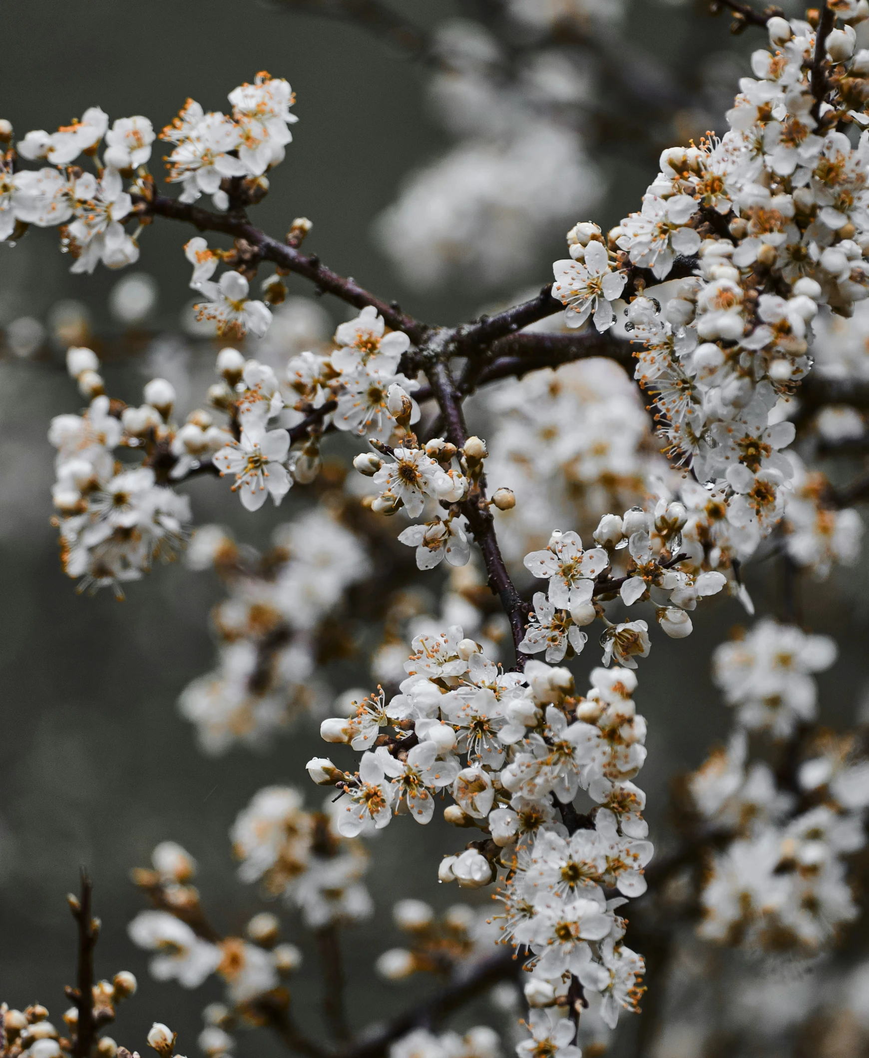 the nch of a tree with flowers is covered in snow