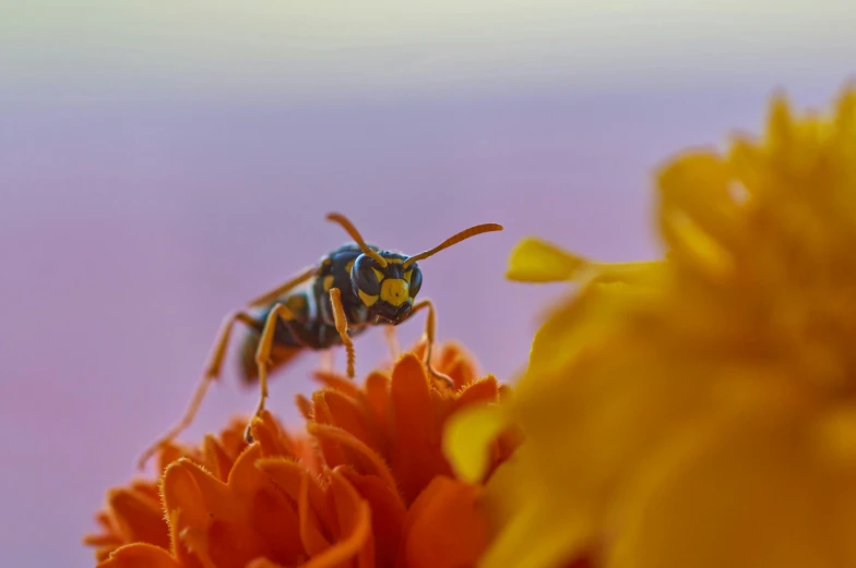 a fly perched on the center of a flower