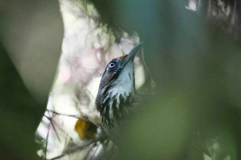 bird with blue and white feathers in tree