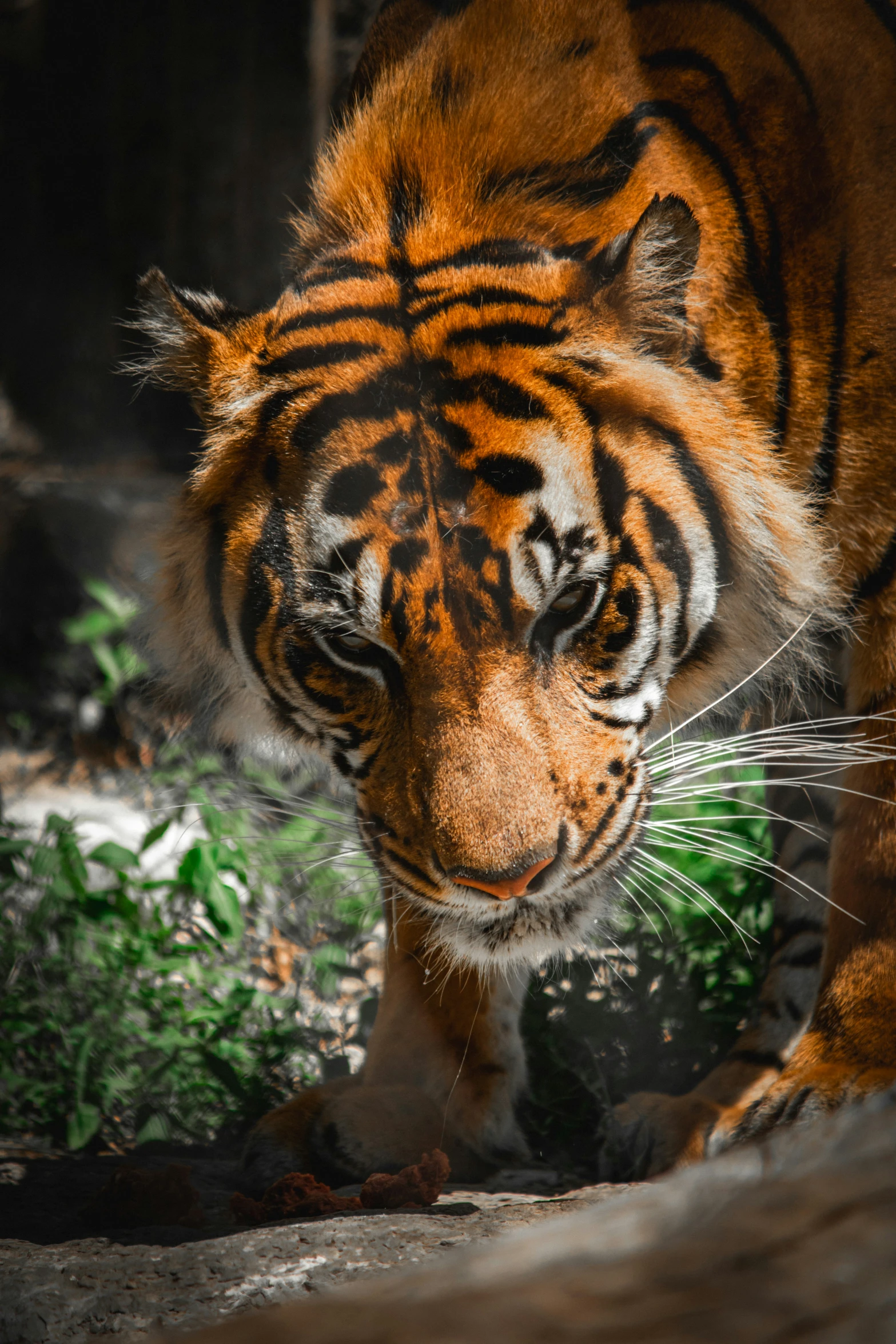 a tiger with an intense look is walking