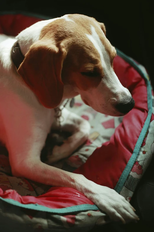 the small dog is sitting on a red blanket