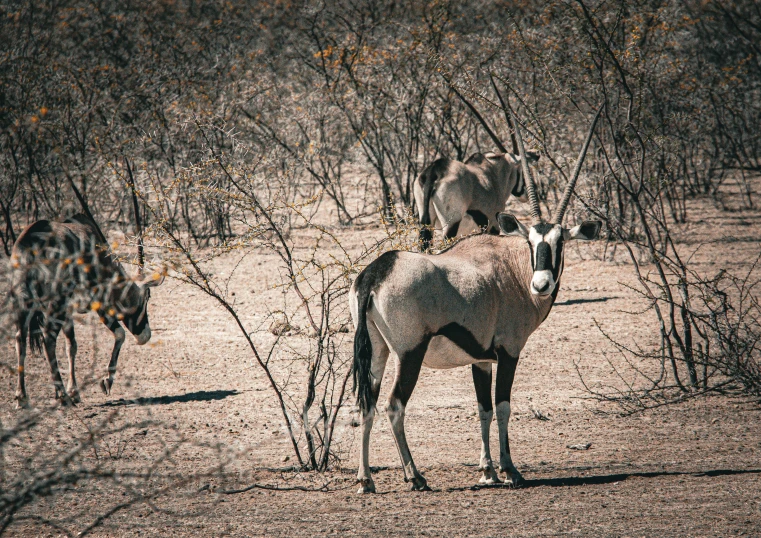 an adult donkey standing in the desert with another adult and a baby cow behind it