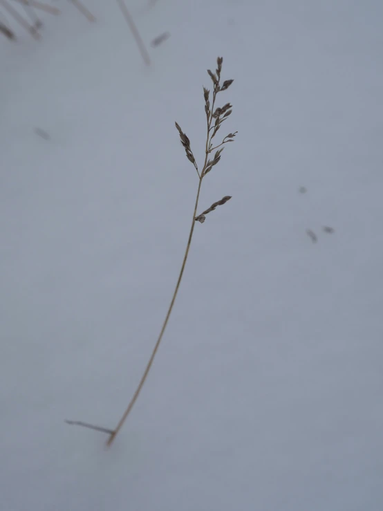 a stalk of wild grass on a snowy surface