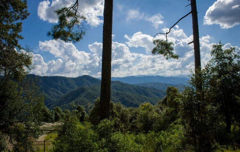 a bunch of trees sitting in the middle of a forest