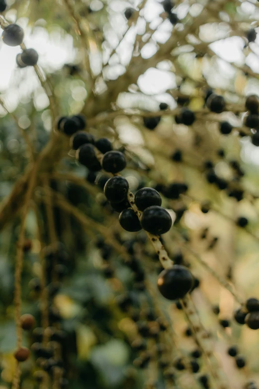 this is a po of some berries in the tree