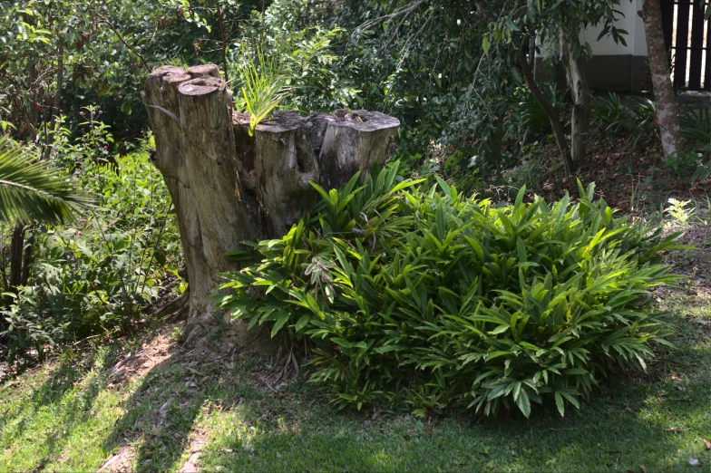 a tree stump in the middle of green grass