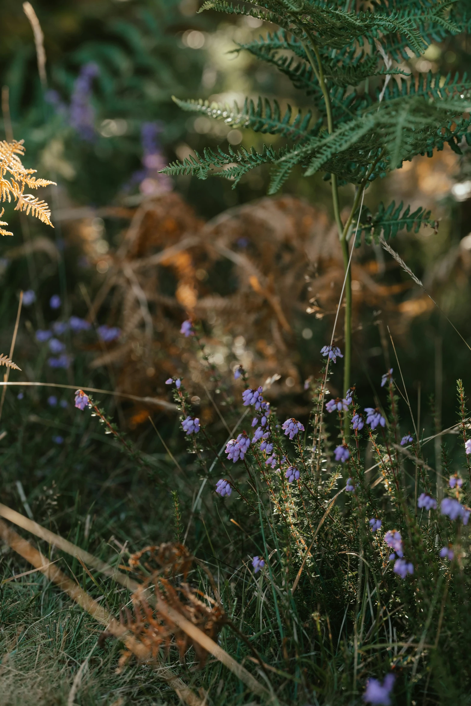 some yellow and purple flowers in the wild