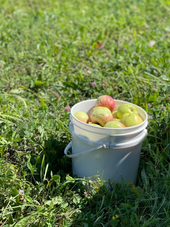 a bucket full of green apples on grass