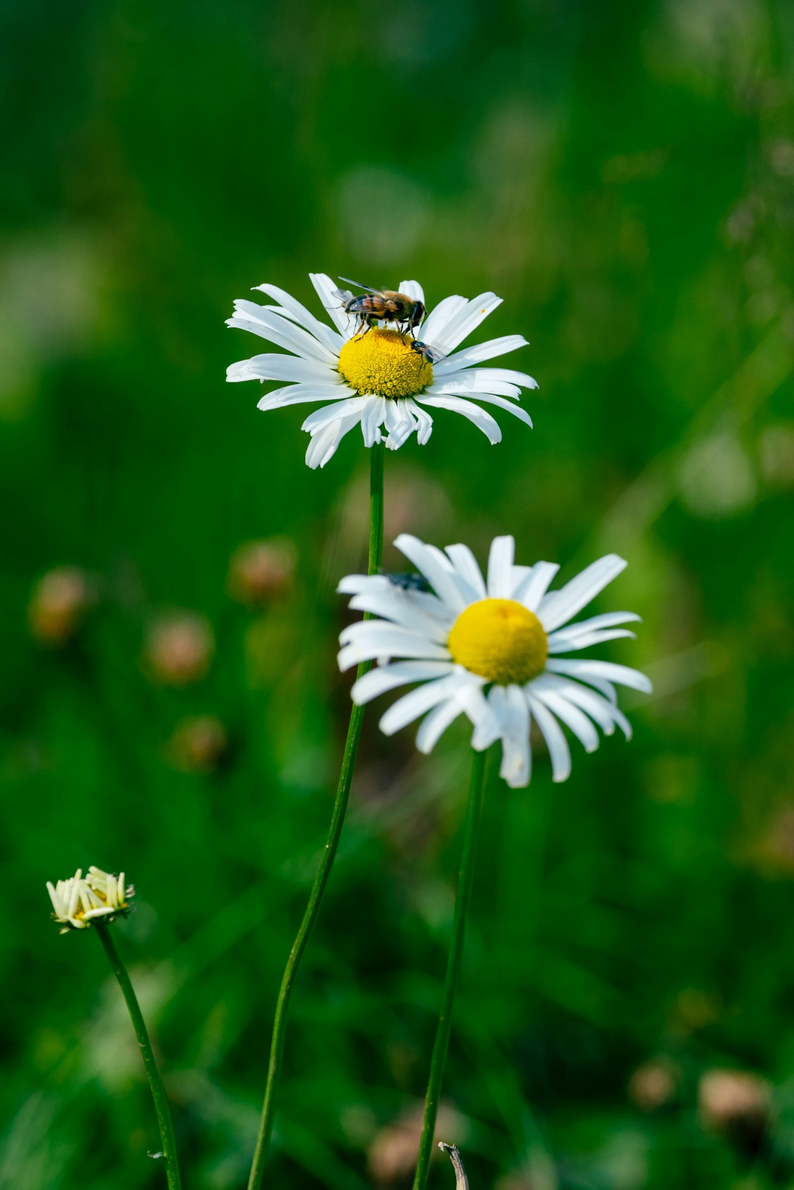 a bee sitting on a daisy flower in the grass