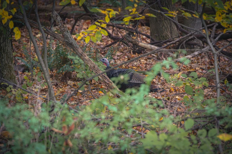 the turkey is walking through some nches in the woods