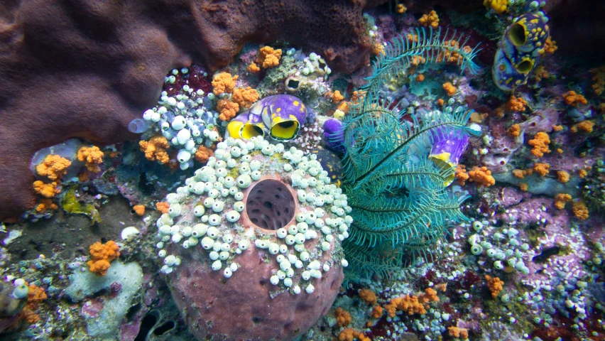 this is some coral and some sea plants on the ocean floor