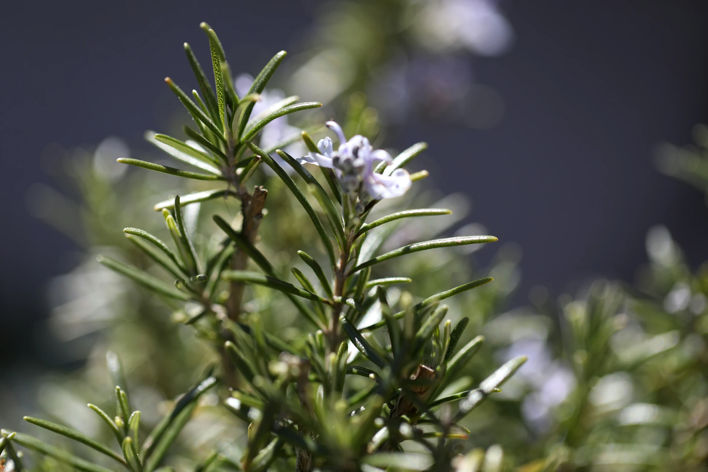 a close up po of rosemary sprigs