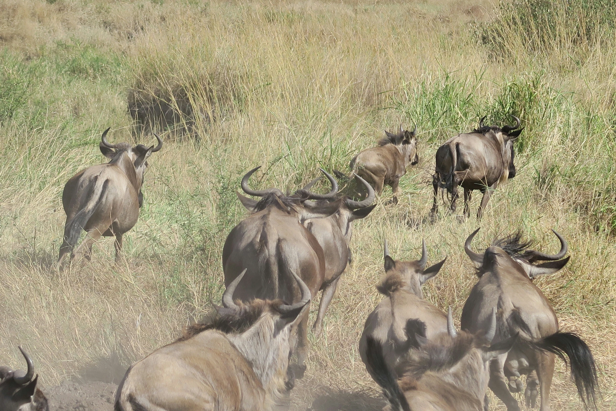 some very large animals that are walking in a field