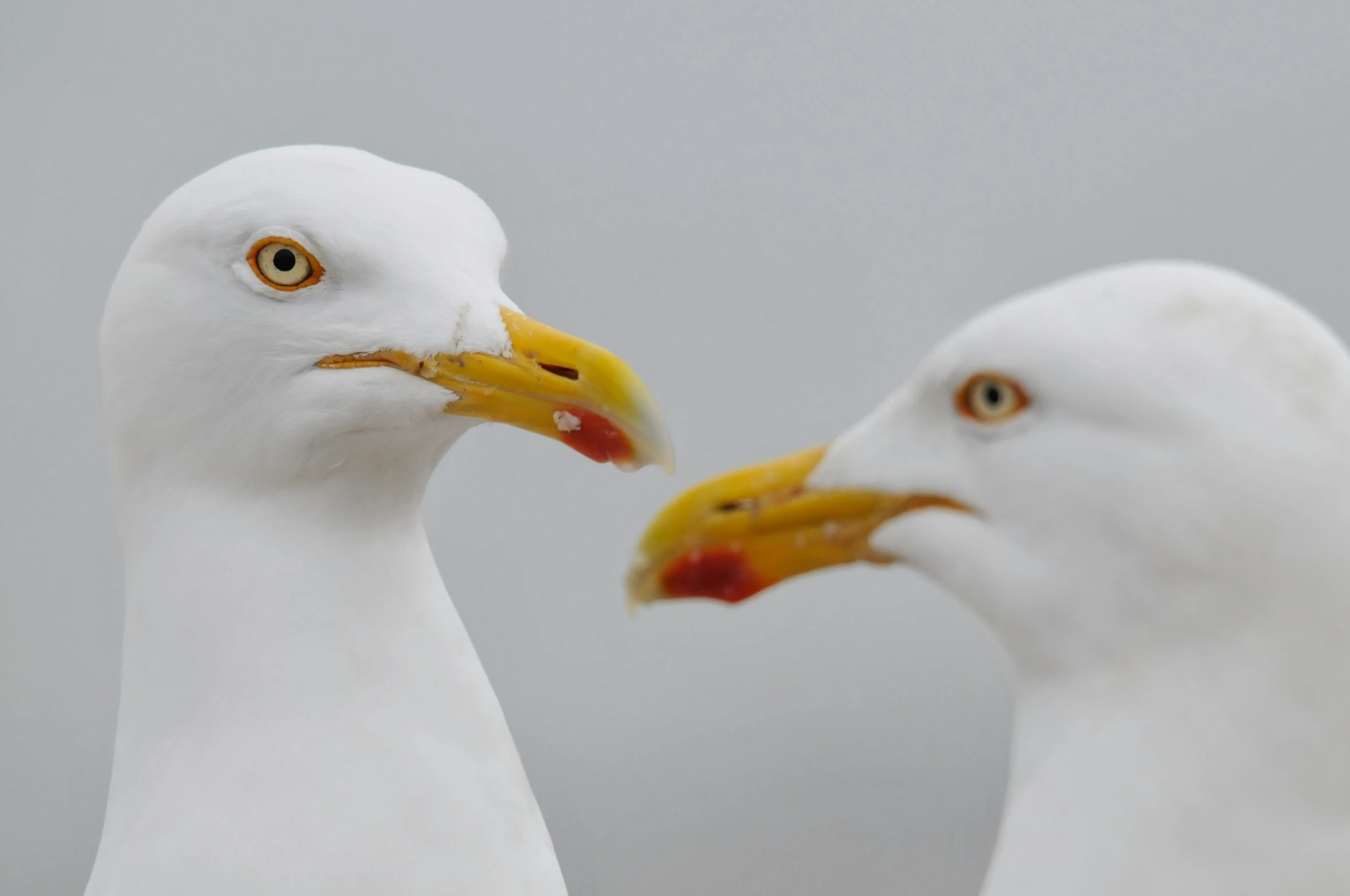 two white birds face opposite ways in front of each other