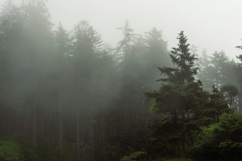 a couple of pine trees that are sitting in the forest