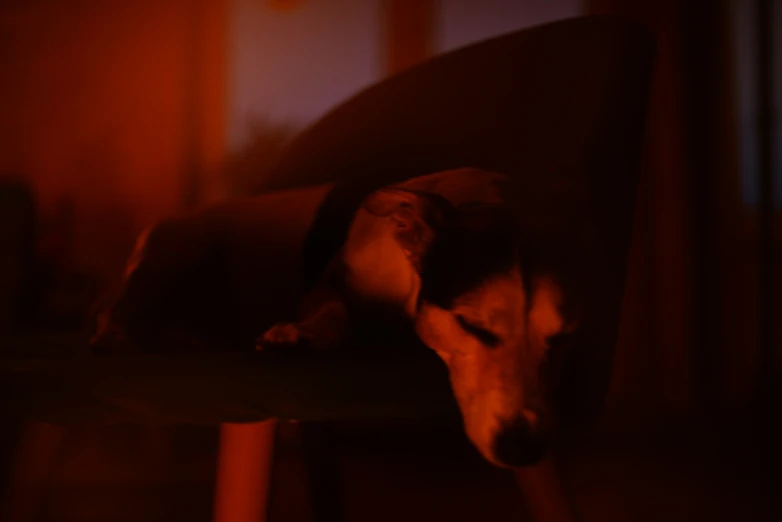 a small brown dog laying on top of a chair