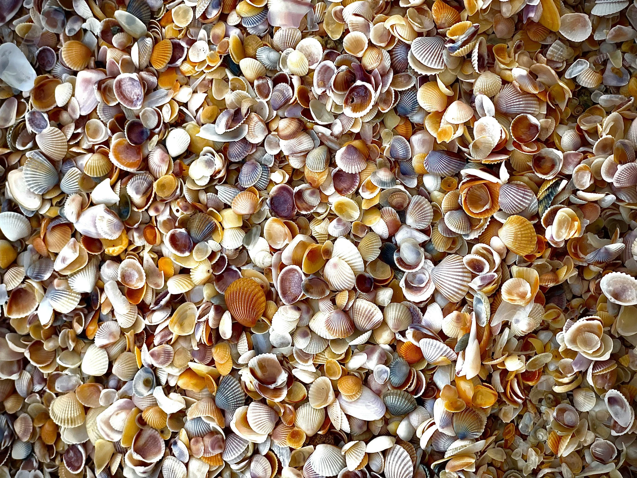 a large amount of shells that are all over the ground