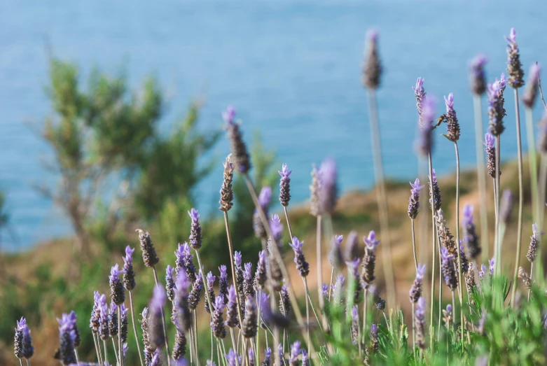 lavenders blooming on the shores of the coast of the sea