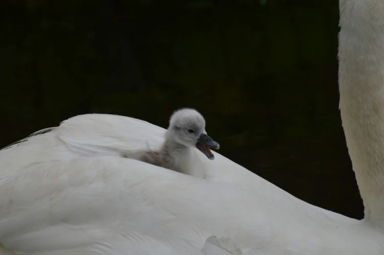 the two white birds are looking at each other