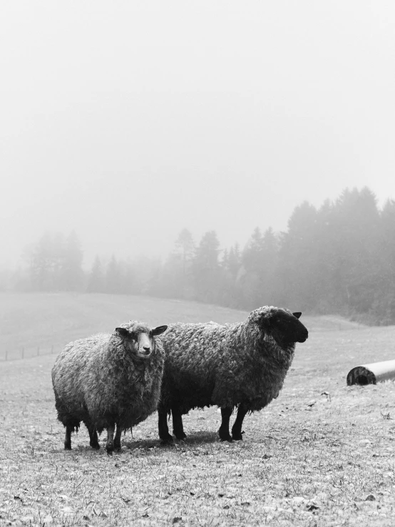 three sheep on the grassy hill side in a foggy field