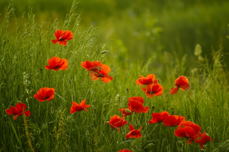 the green field is filled with bright red flowers