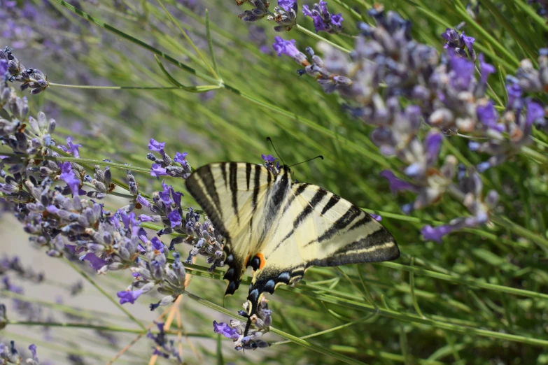 a small erfly is sitting on a plant