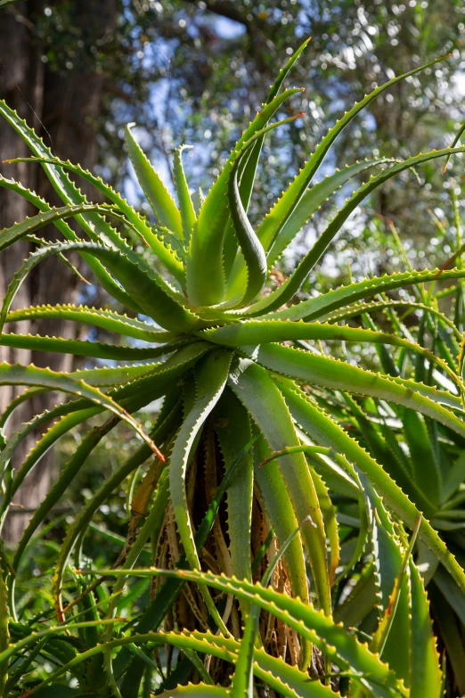 a green plant is sitting in the middle of some foliage