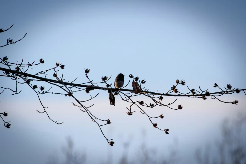 two birds perched on a nch with bare leaves