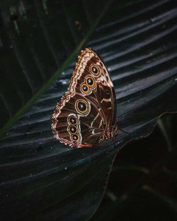 the erfly is sitting on a leaf outside