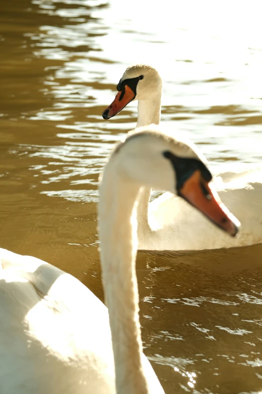 two white swans swimming close together in the water