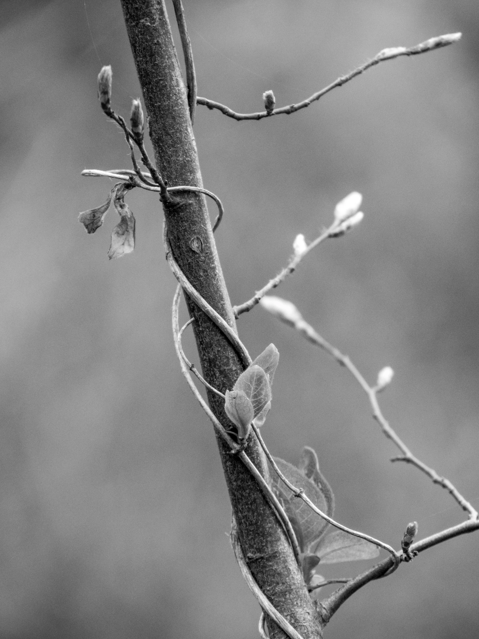 this is an image of an old tree nch