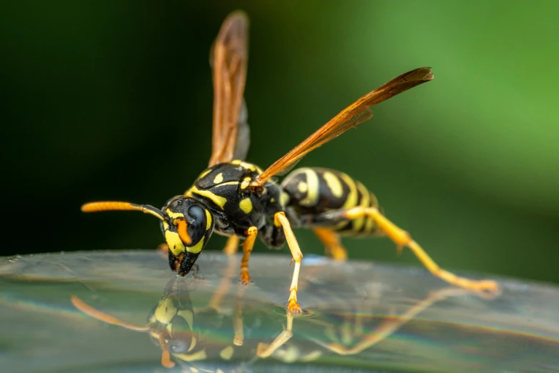 a close - up of a yellow and black insect drinking water from a glass