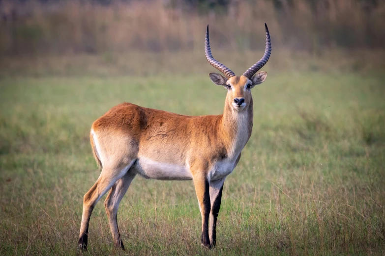 an antelope stands alert in the grass