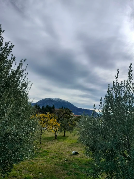 an orchard with green trees and bushes around it