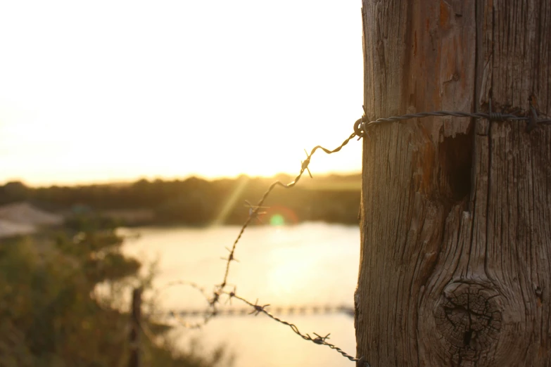 a close up view of a tree trunk with chain link