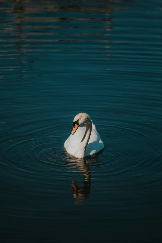 the white swan is floating alone in the water