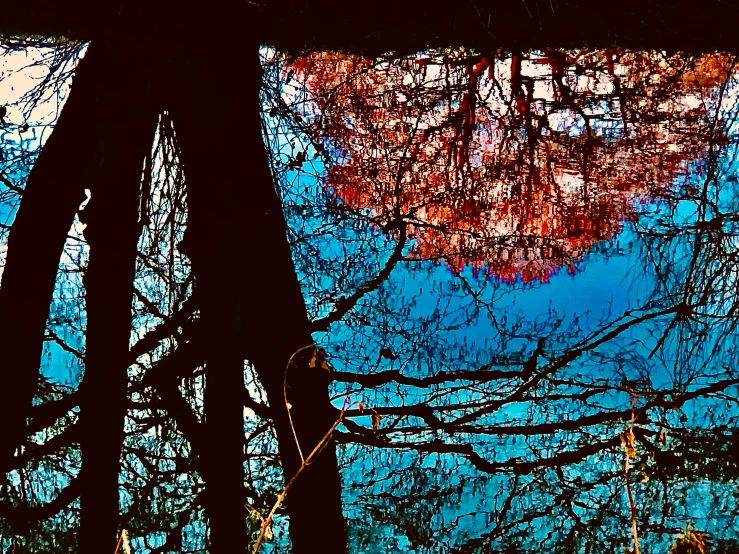 a view from inside a tree, that is full of leaves