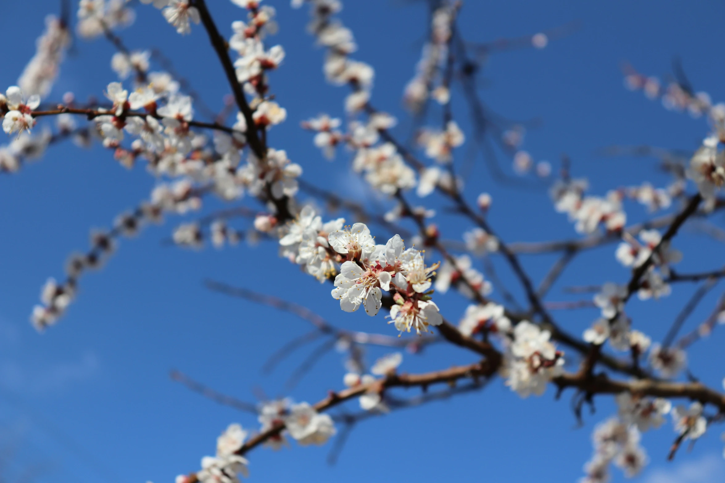 some flowers are blooming on a tree