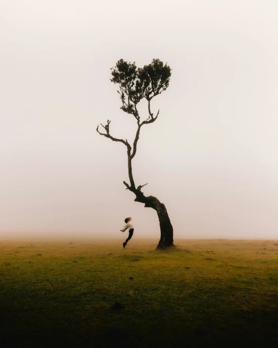 two birds flying toward a tree in a foggy field