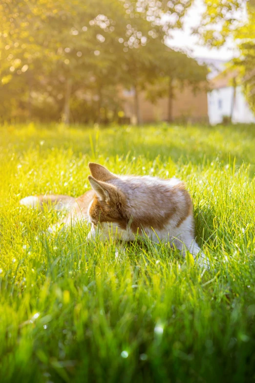 a cat lying in the middle of a field