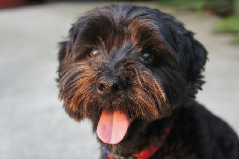 black dog with brown hair is sticking his tongue out