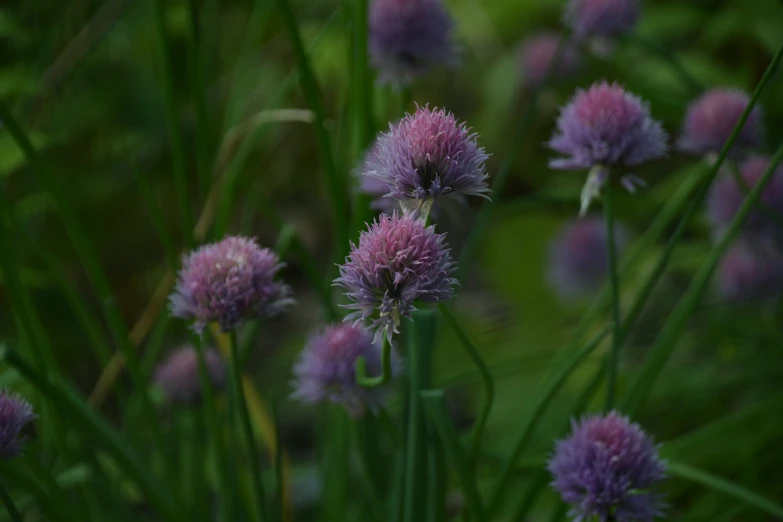 a bunch of flowers that are next to each other