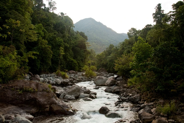 a stream is running through a forest area