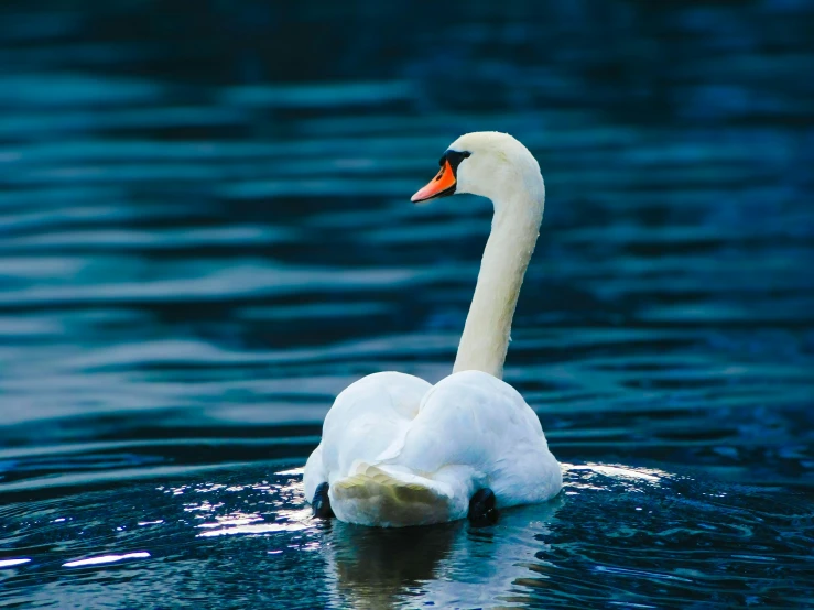 a swan swimming in the water alone