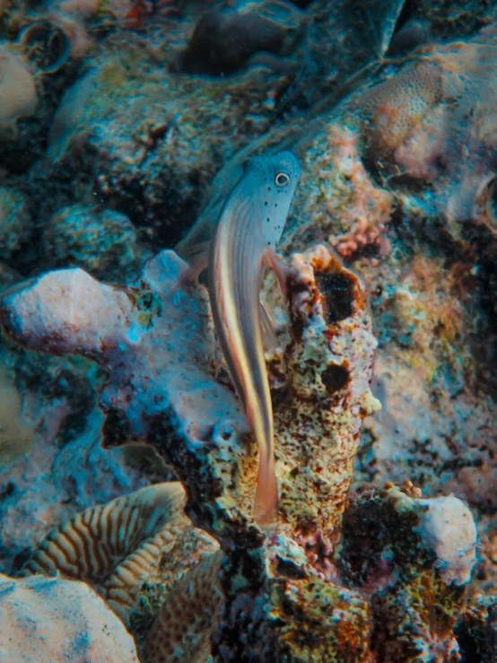 a fish is swimming in a coral reef