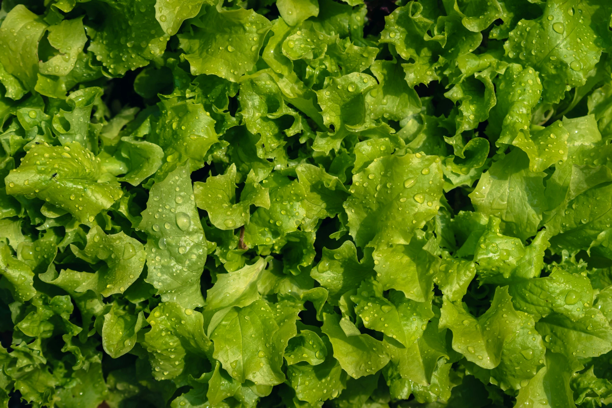 a close up of a bunch of lettuce